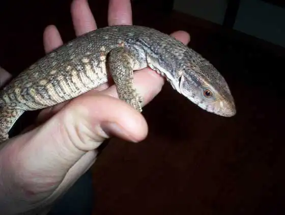 Steppevaran (Varanus exanthematicus) unge!